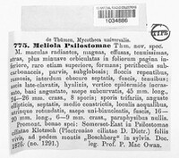 Image of Balladyna psilostomatis